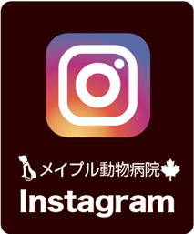 インスタグラム